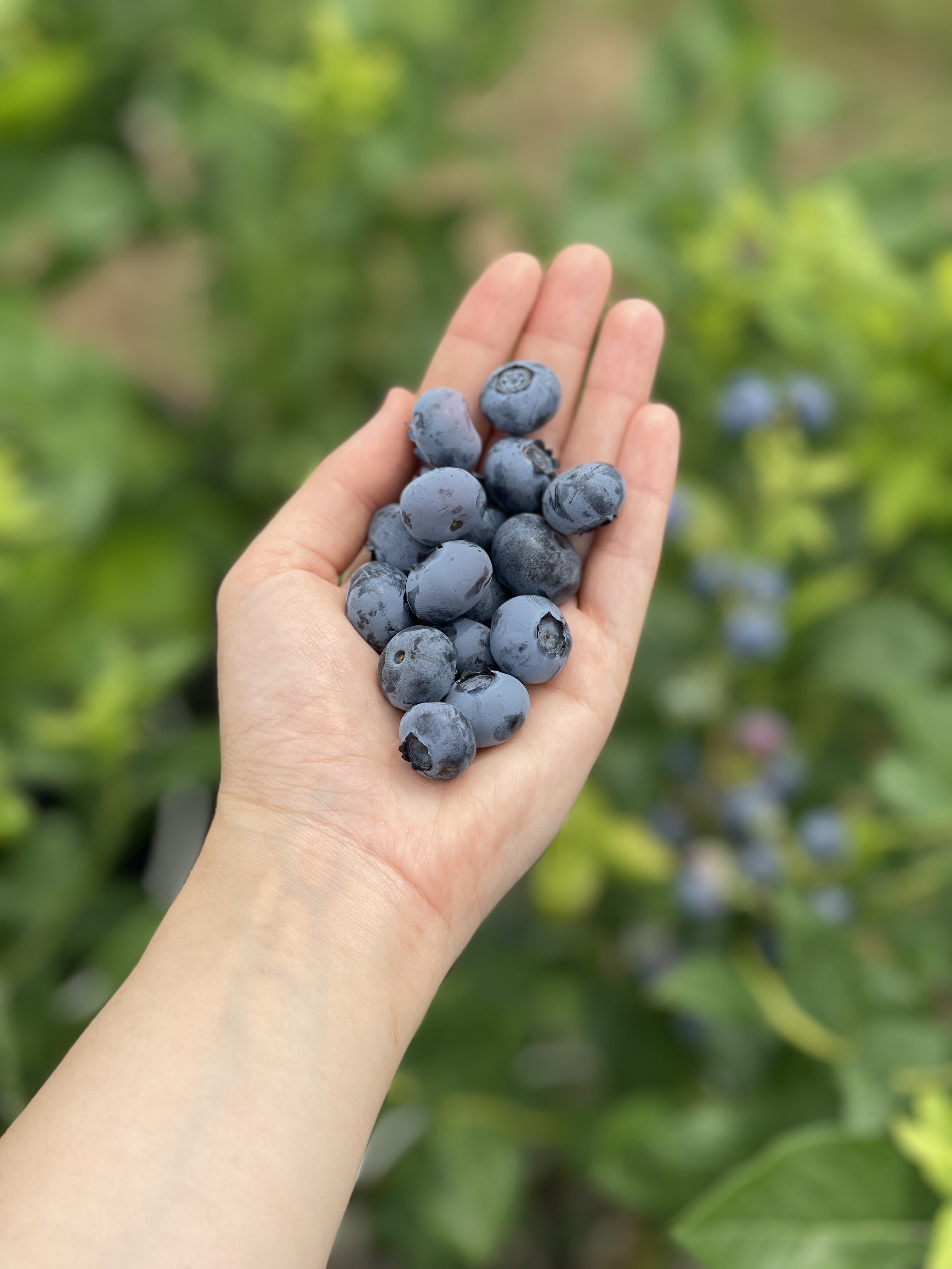 Bluberries in hand