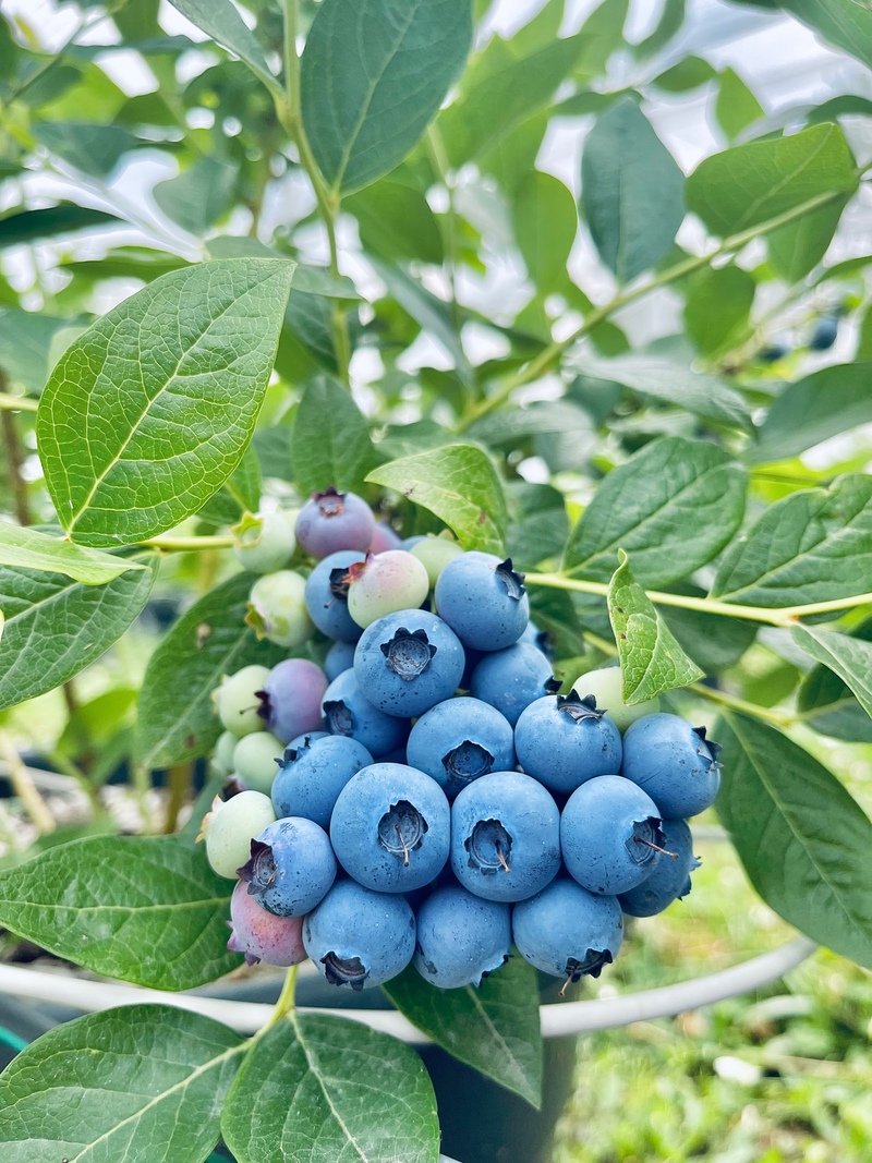 Bluberries on the tree
